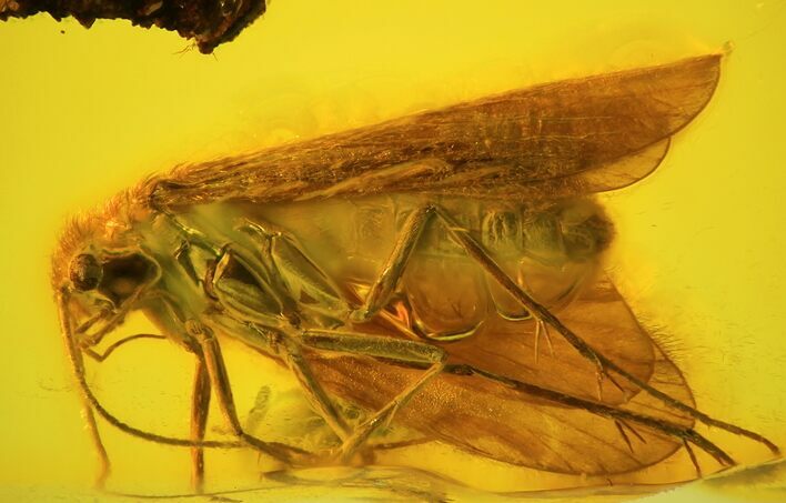 mm Caddisfly (Trichoptera) In Baltic Amber #123365
